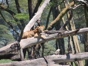 we watched this lioness hunt a family of giraffes- thankfully she didn't catch them!